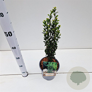 Ilex crenata 'Fastigiata' 30-40 cm 2,5L