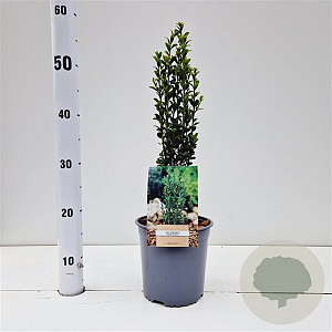 Ilex crenata 'Fastigiata' 30-40 cm 2,5L