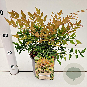 Nandina d. 'Gulf Stream' 25-30 cm 2,5L