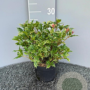 Osmanthus heter. 'Goshiki' 20-25 cm 2,0L