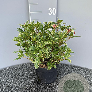 Osmanthus heter. 'Goshiki' 20-25 cm 2,0L