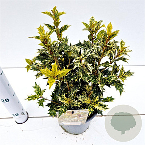 Osmanthus heter. 'Goshiki' 20-25 cm 2,0L