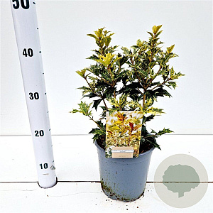 Osmanthus heter. 'Goshiki' 20-25 cm 2,0L