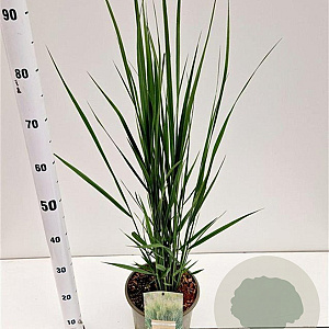 Panicum virgatum 'Northwind' 60-80 cm 4,0L
