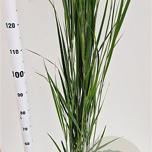 Panicum virgatum 'Northwind' 60-80 cm 4,0L