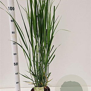 Panicum virgatum 'Northwind' 60-80 cm 4,0L