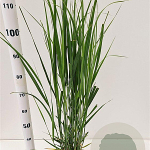 Panicum virgatum 'Northwind' 60-80 cm 4,0L