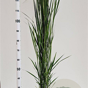 Panicum virgatum 'Northwind' 60-80 cm 4,0L