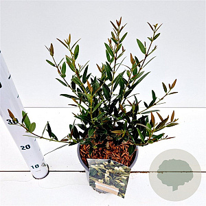 Phillyrea angustifolia 40-50 cm 2,5L