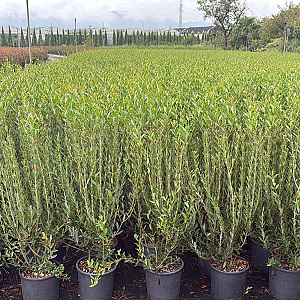 Phillyrea angustifolia 60-80 cm 10L