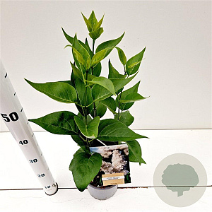 Syringa v. 'Mme Lemoine' 30-40 cm 2,5L