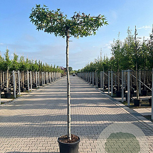 Liquidambar styraciflua 16-18 cm draadkluit 240 cm stam dakvorm