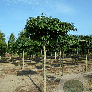 Liquidambar styraciflua 20-25 cm draadkluit 240 cm stam dakvorm