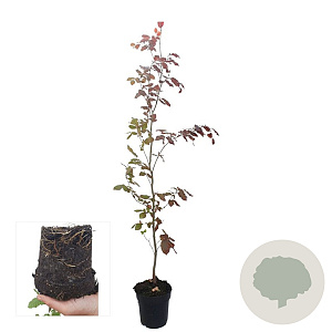 Fagus syl. 'Atropunicea' 80-100 cm 2,5L