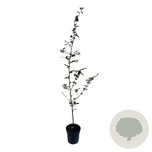 Fagus syl. 'Atropunicea' 80-100 cm 2,5L