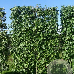 Liquidambar styraciflua 18-20 cm draadkluit 50 cm stam schermvorm laag
