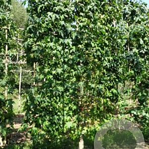 Liquidambar styraciflua 20-25 cm draadkluit 50 cm stam schermvorm laag