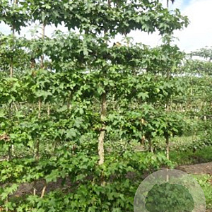 Liquidambar styraciflua 25-30 cm draadkluit 50 cm stam schermvorm laag