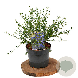 Ceanothus 'Skylark'/ Victoria 40-60 cm 3,0L