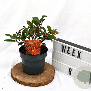 Photinia fraseri 'Mandarino' 40-60 cm 3,0L