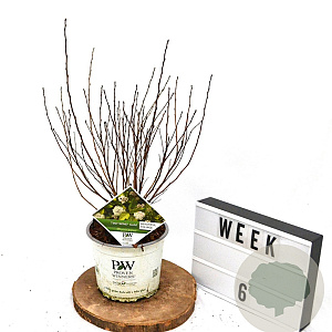 Physocarpus opulif. Tiny Wine Gold 40-60 cm 3,0L