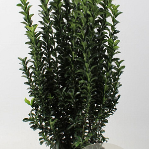 Euonymus jap. 'Green Spire' 60-80 cm 5,0L
