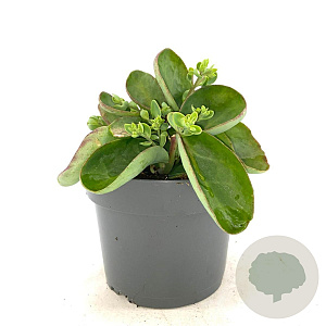 Sedum 'Matrona' GM 2,0L