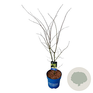 Acer Arctic Jade 100-125 cm 15L