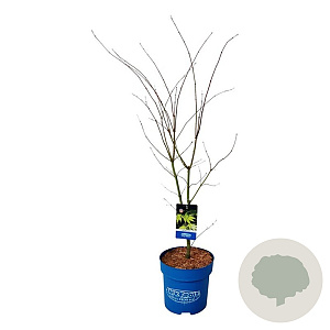 Acer Arctic Jade 100-125 cm 15L
