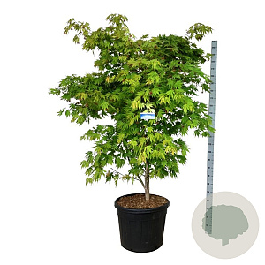 Acer Arctic Jade 175-200 cm cont. 90L extra
