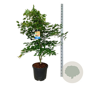 Acer North Wind 125-150 cm cont. 55L extra