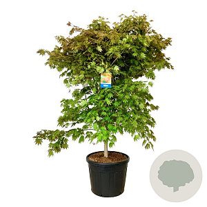 Acer North Wind 175-200 cm cont. 90L extra