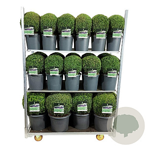 Buxus sempervirens 50-60 cm 4,5L