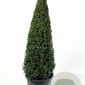 Buxus sempervirens 50-60 cm 5,0L piramide antraciet