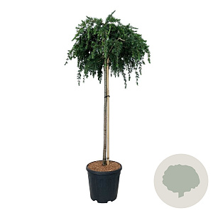 Cedrus deod. 'Feelin' Blue' 90 cm stam 15L