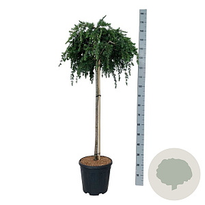 Cedrus deod. 'Feelin' Blue' 90 cm stam 15L