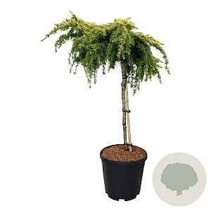 Cedrus deod. 'Lime Glow' 60 cm stam 15L