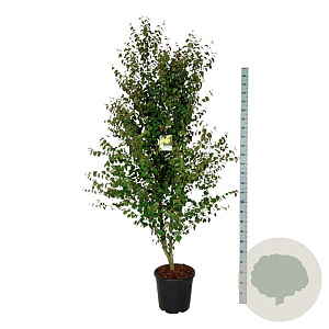 Cercidiphyllum japonicum 175-200 cm 30L extra