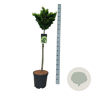 Chamaecyparis o. 'Nana Aurea' 80 cm stam 15L