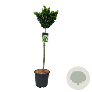 Chamaecyparis o. 'Nana Aurea' 80 cm stam 15L