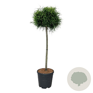 Chamaecyparis p. 'Sungold' 90 cm stam 15L