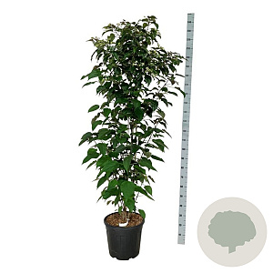 Clerodendrum trichotomum fargesii 175-200 cm 30L extra
