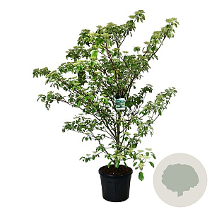 Cornus controversa 'Pagoda' 175-200 cm cont. 90L extra