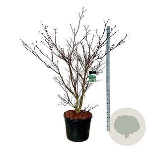 Cornus controversa 'Pagoda' 175-200 cm cont. 90L extra