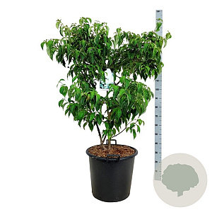 Cornus k. 'China Girl' 100-125 cm cont. 55L extra