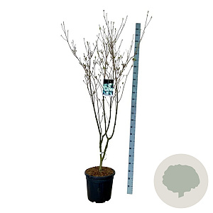 Cornus k. 'China Girl' 175-200 cm 30L extra