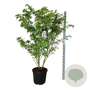 Cornus k. 'Weisse Fontaine' 170-200 cm cont. 55L extra