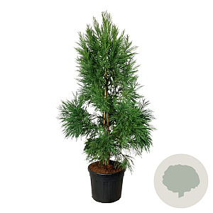 Cryptomeria j. 'Kitayama' 200-250 cm cont. 90L extra