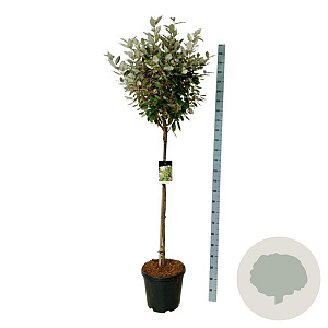 Elaeagnus ebb. 'Compacta' 120-140 cm 30L