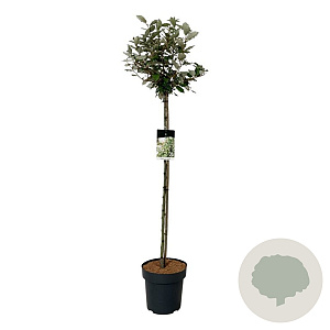 Elaeagnus ebb. 'Compacta' 120 cm stam 15L